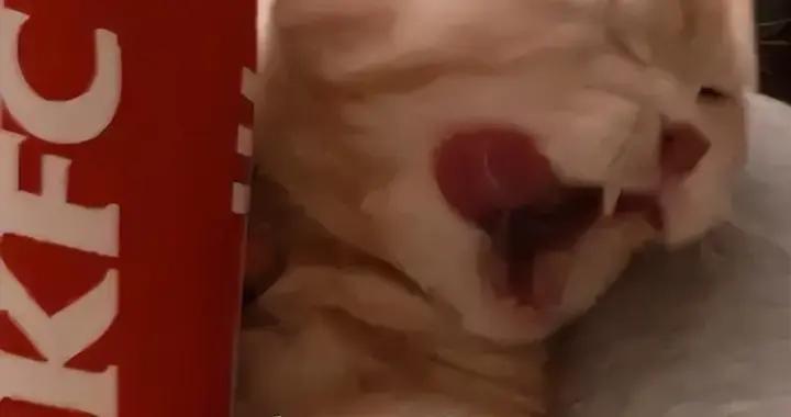 策劃瘋了？這遊戲運營19年，沒想到一開年就要請大家0氪白嫖！