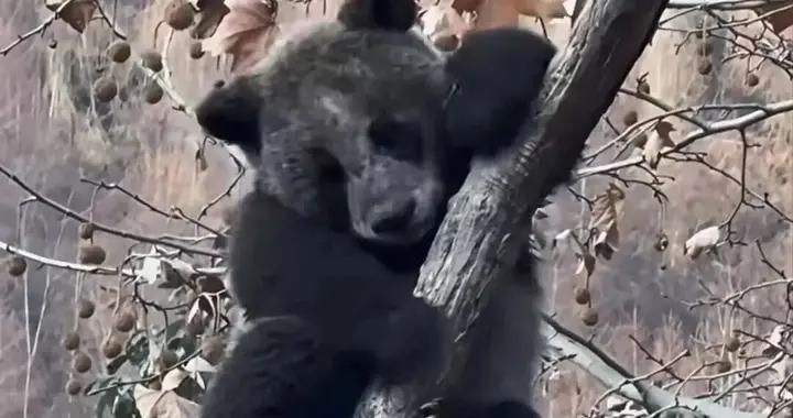 “全網最黑”大熊貓系基因變異？真的不是！