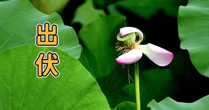 明日出伏，是早還是晚？出伏後還熱多久？答案來了，早了解