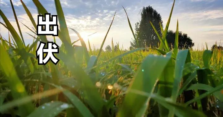 明日出伏，記得：喫2樣，喝2湯，做2事，平安告別夏日，安穩入秋