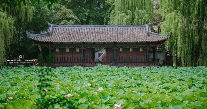 成都被低估的公園，爲我國八大荷花觀賞地之一，20元門票玩半天