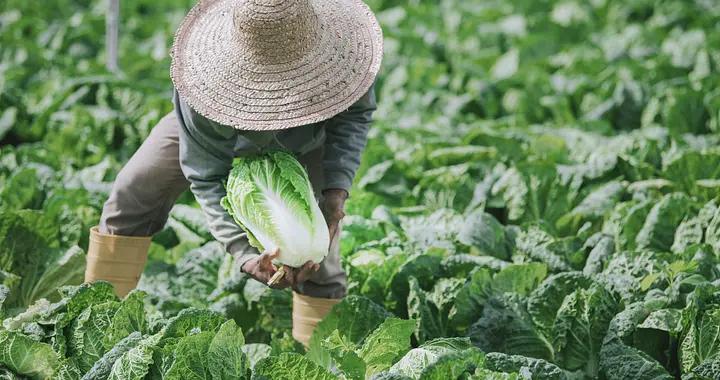十八年前就有的“甲醛白菜”，爲何依然存在？
