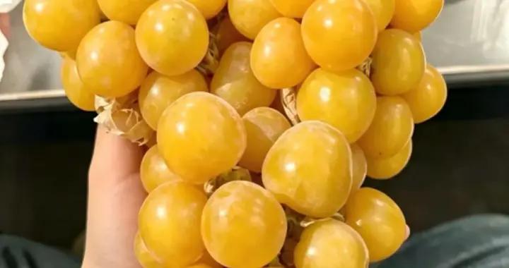 9月的水果很懂事，唯一的缺點：季節限定