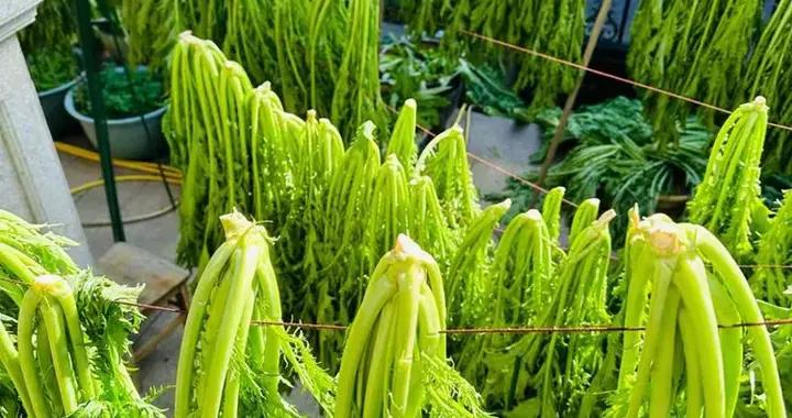 9 月抓緊曬這4種菜！趁上市便宜多買點，曬乾存起來，冬天喫比肉香