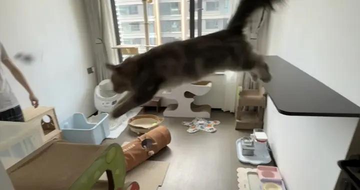 湖南女生的“雙貓房”裝修火了，家裏兩間房留給四隻貓，太捨得了