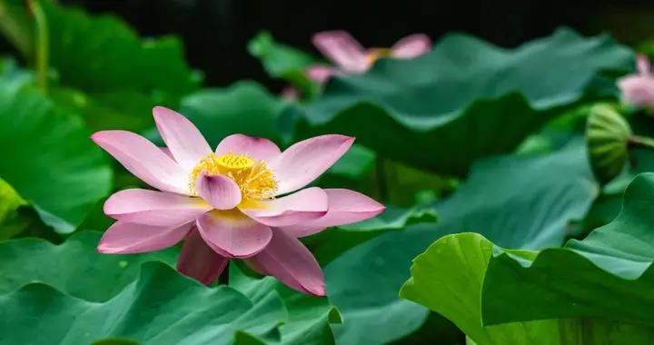 荷蓮全身皆是寶！煲這碗湯，健脾開胃、養心安神