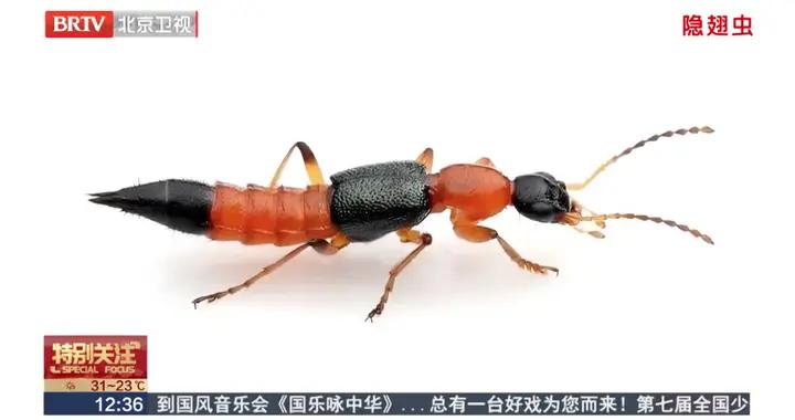 “飛行的硫酸”來了？緊急提醒