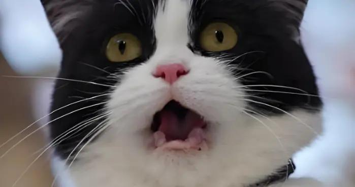 10個皮到沒邊的幽默搞笑段子，讓你笑到抽搐，笑到喘不上氣