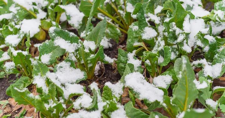 小雪過後，寧少喫肉，也要喫4種“黃金菜”，鮮嫩又滋補，樂過冬