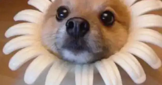 12個比奶茶還解壓的爆笑幽默笑話，笑點拉滿，我老媽看一次笑一次