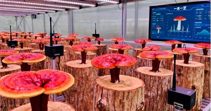 靈芝孢子油十大排名權威評選！高含量品牌強勢上榜，一文看懂