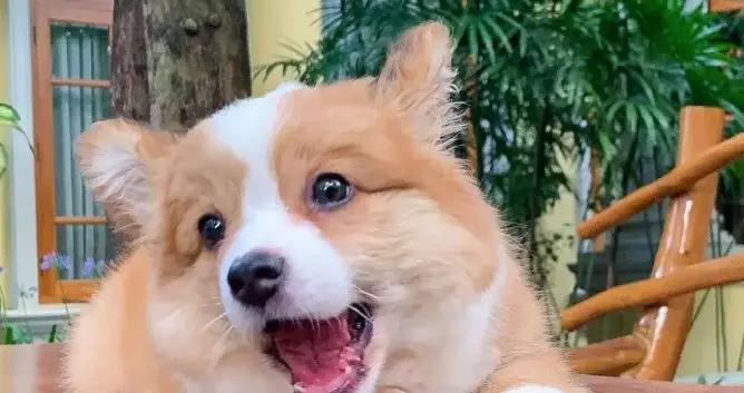 14個剛出爐的高能幽默笑話，笑點拉滿，讓人笑不停，讓你樂到年底