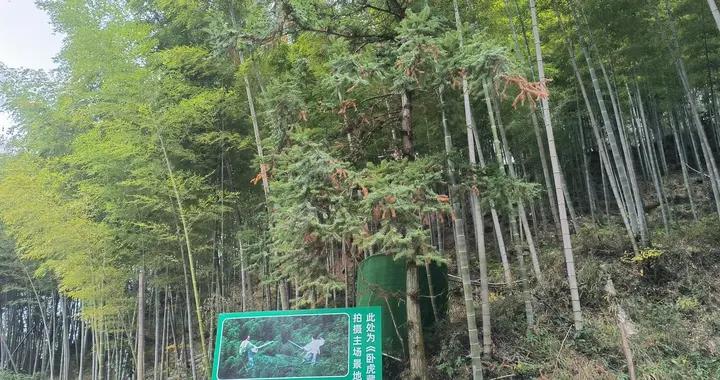 黟縣著名景點，電影臥虎藏龍的拍攝地-木坑竹海