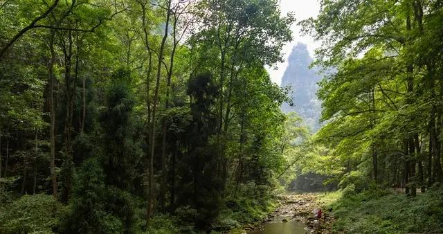 湖南張家界“荒野求生”真人秀，狠狠打臉一些減肥博主，斷人財路