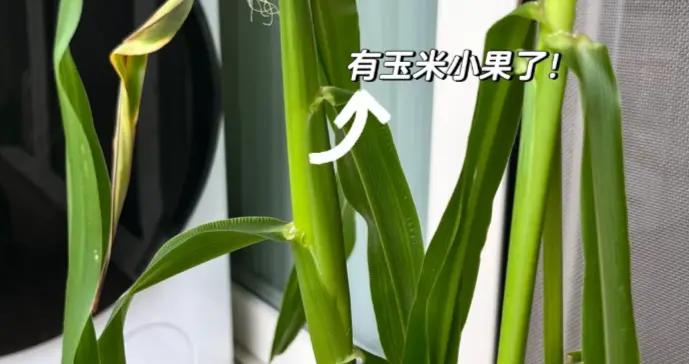 廣東一住戶，在陽臺“種玉米”當盆景，網友：果然養花盡頭是種地