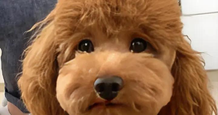 泰迪有黑下巴喫什麼狗糧？喫什麼牌子的狗糧好？