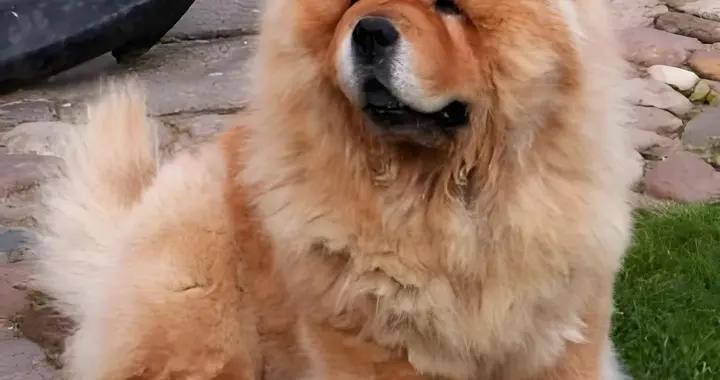 鬆獅免疫力低怎麼辦？喫什麼狗糧比較好？