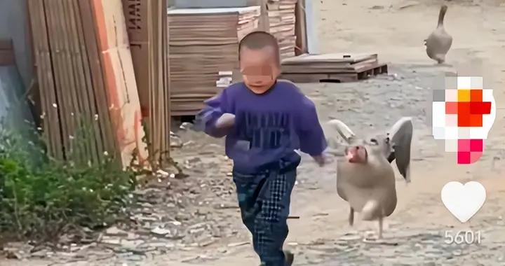 中國最被低估的家禽！高硒高蛋白，可惜一直被忽略