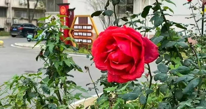 【草木散記】2025年的月季花 | 何頻