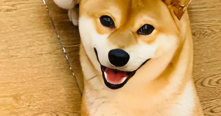 柴犬免疫低怎麼辦？喫什麼狗糧好？