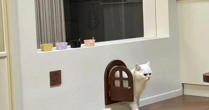湖南女生的7㎡“貓房”火了：3只貓咪玩得歡，還有門洞隨時進出！