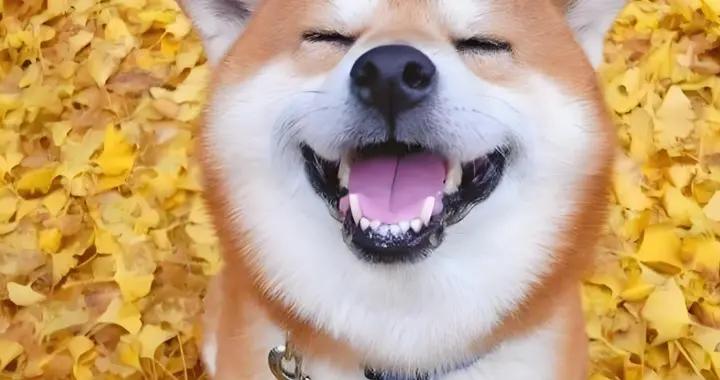 壓箱底的爆笑幽默笑話，笑點滿滿，用快樂迎接即將到來的2026年