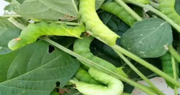 散文·灌雲豆丹：田壟間的鮮香詩行