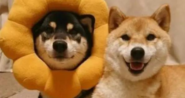 強烈建議收藏！這13個笑話承包你年底的笑點！我老婆笑了好幾天