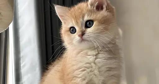 金漸層毛髮變白喫什麼貓糧好？養護毛髮貓糧有哪些？