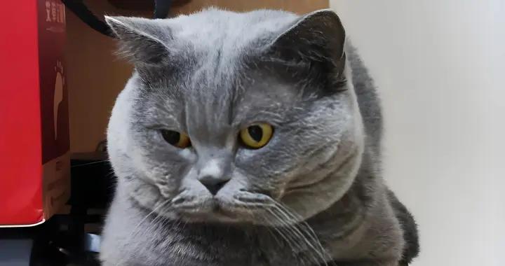 貓咪零食品牌推薦，有什麼值得信賴的牌子？