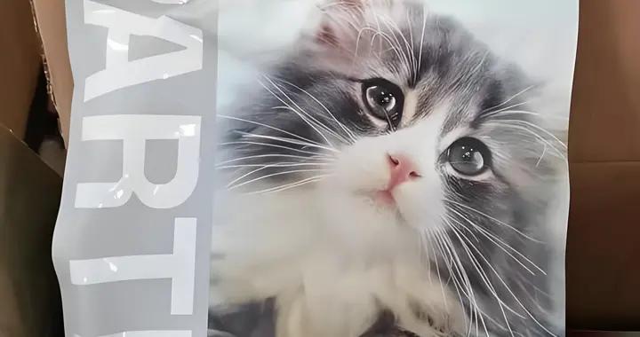 帕特貓糧好不好？值得購買嗎？有什麼平替糧推薦？