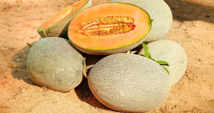 擔心喫哈密瓜發胖？200-300克是關鍵，搭配運動更安心