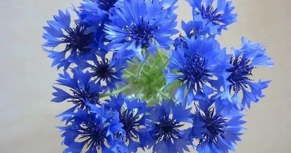 記住這個色兒，這是能讓畫家原地破產的藍