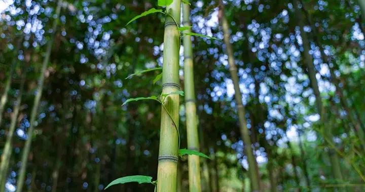 最高級的養生，不是“補”，而是守住“平衡”