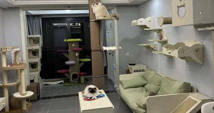 杭州一女生將家變“貓房”，5只貓咪玩得歡，鏟屎官還省心，服了