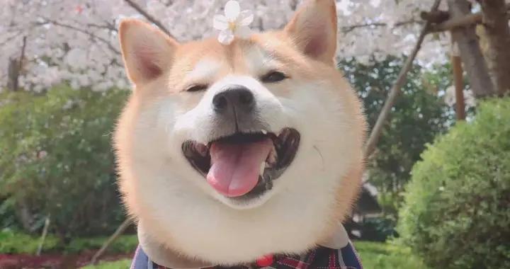 笑不活啦！12個笑斷氣的幽默搞笑段子，個個笑趴全場