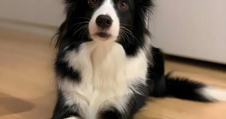 羊奶粉推薦，有什麼牌子推薦？