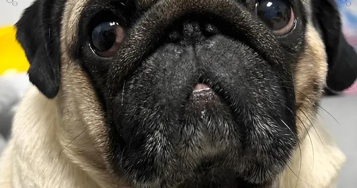 狗狗零食推薦，有什麼推薦的牌子？