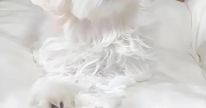 狗狗有黑下巴怎麼辦？喫什麼狗糧好？