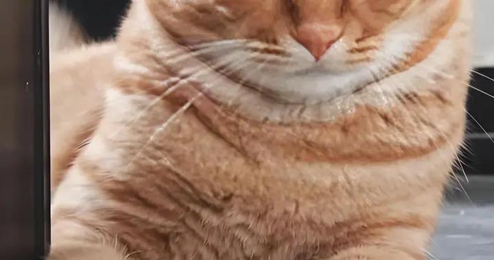 貓咪零食排行榜，有沒有比較好的牌子推薦？