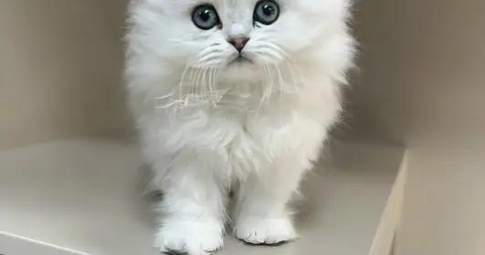 金吉拉貓毛髮變白喫什麼貓糧？養護毛髮貓糧有哪些？