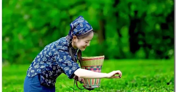 中國哪種茶的名字最美？