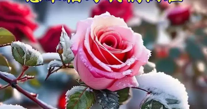 送去我淡淡的祝福，願天天皆開心。