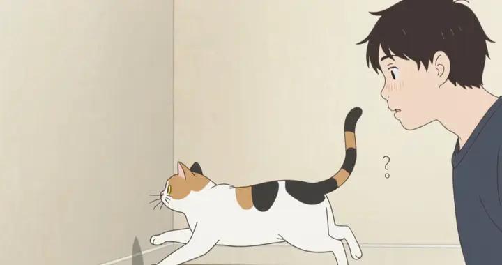 養貓必知！貓的迷惑行爲竟和視覺有關