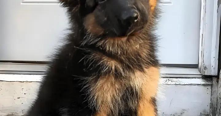 軟骨素推薦，有沒有推薦的牌子？