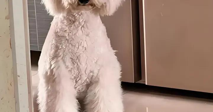 巨貴有黑下巴喫什麼狗糧？什麼牌子的狗糧好？