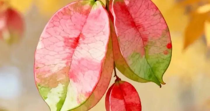 週四早安圖片|清晨太陽剛升起，微信甜甜祝福你