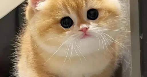 金漸層有黑下巴喫什麼貓糧好？什麼牌子的貓糧好？