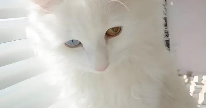 貓咪零食排行榜，有什麼推薦的？