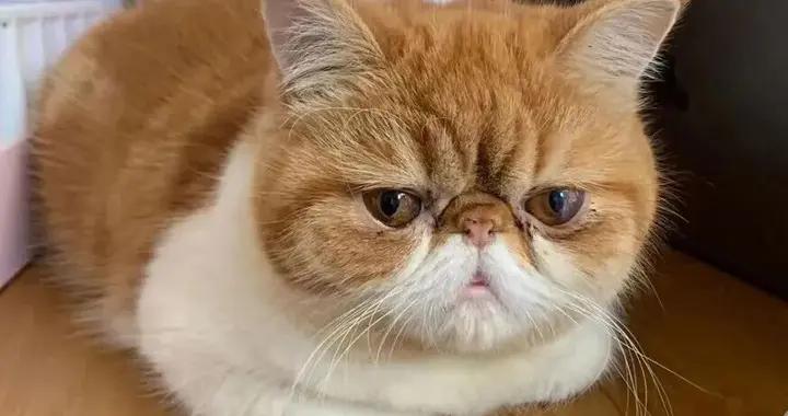 貓貓爲啥總愛揣手手？爲了賣萌（真不是）